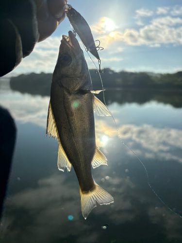 セイゴ（マルスズキ）の釣果