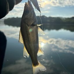 セイゴ（マルスズキ）