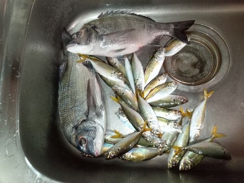 マアジの釣果