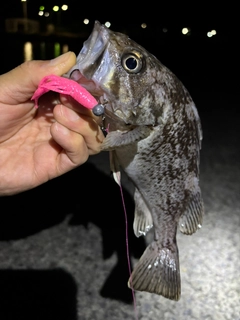 クロソイの釣果