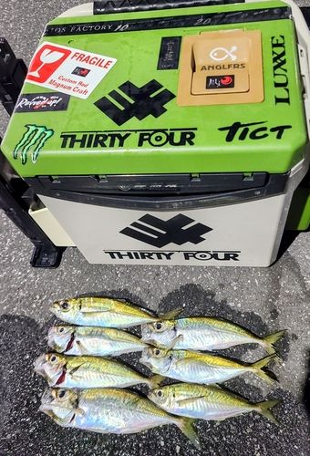 アジの釣果