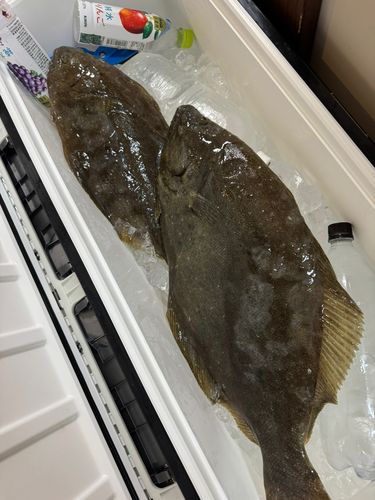 ヒラメの釣果