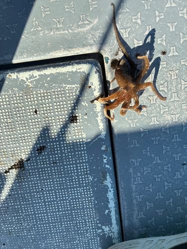 イイダコの釣果