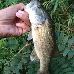 ラージマウスバス