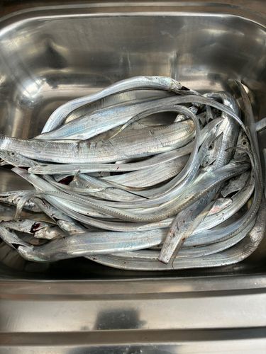 タチウオの釣果