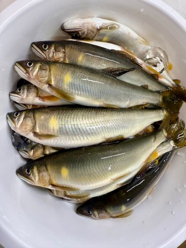 アユの釣果