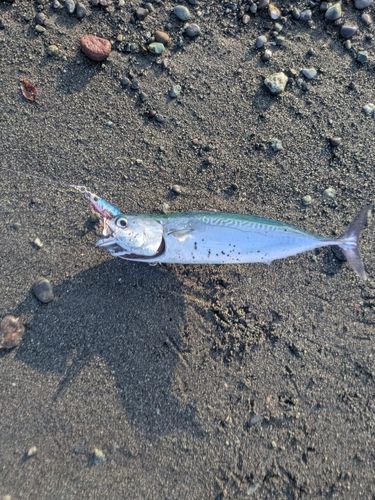 ヒラソウダの釣果