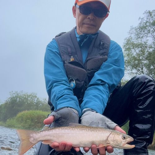 アメマスの釣果