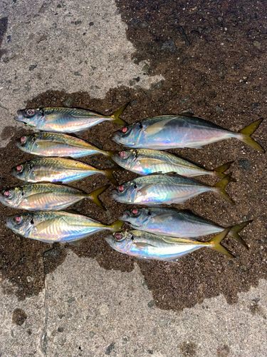 アジの釣果