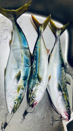 イナダの釣果