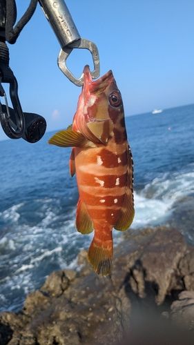 釣果