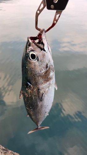 マルソウダの釣果