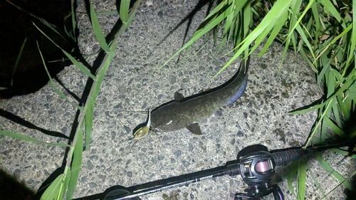 ナマズの釣果