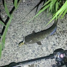 ナマズ