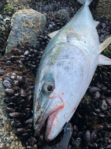 ワラサの釣果