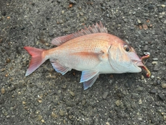 マダイの釣果