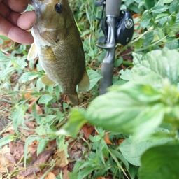 スモールマウスバス