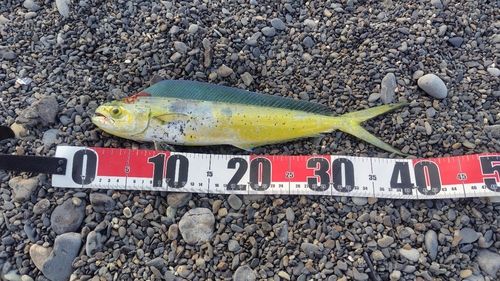 シイラの釣果