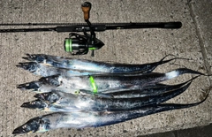 タチウオの釣果