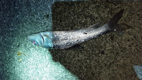 ニゴイの釣果