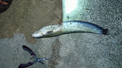 ニホンナマズの釣果