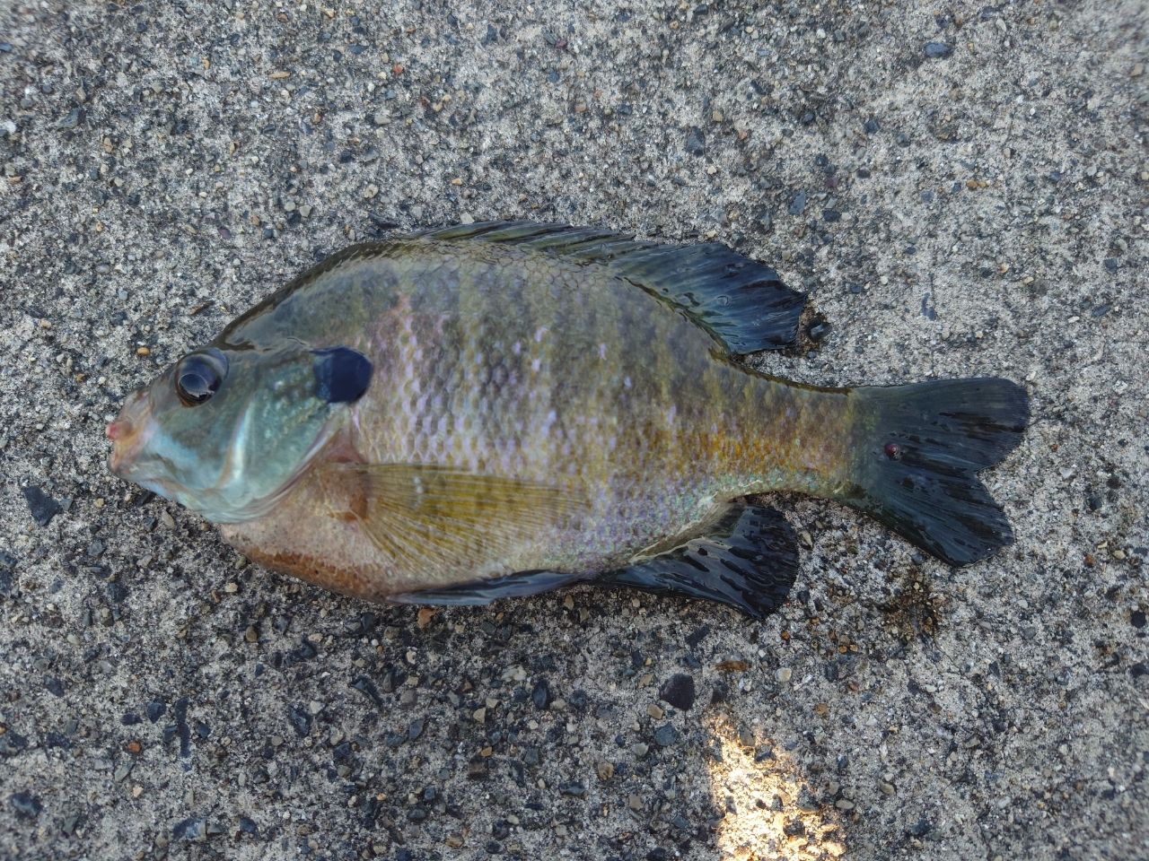 ブルーギル