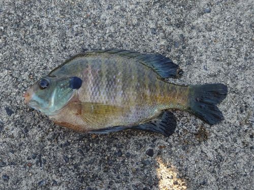 ブルーギルの釣果