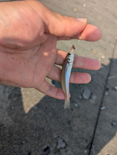 シロギスの釣果
