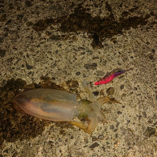 アオリイカの釣果