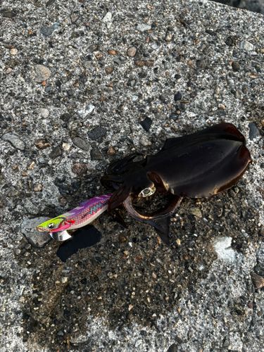 アオリイカの釣果