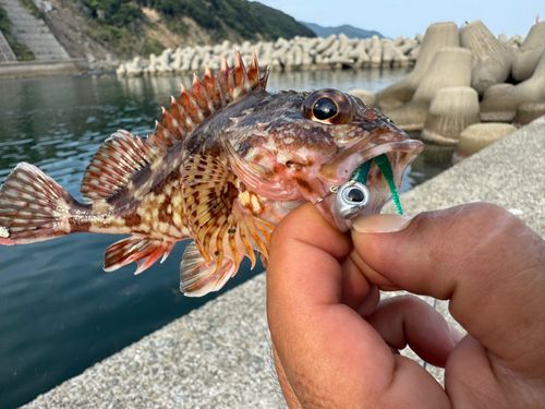 カサゴの釣果