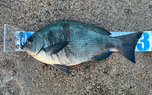 メジナの釣果