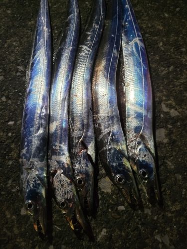 タチウオの釣果