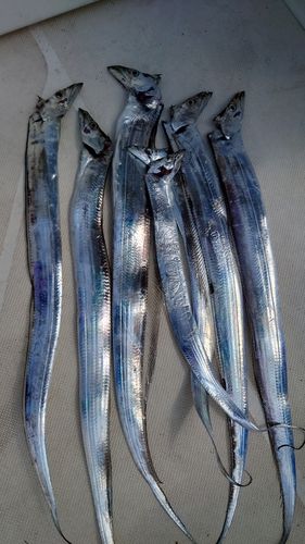 タチウオの釣果