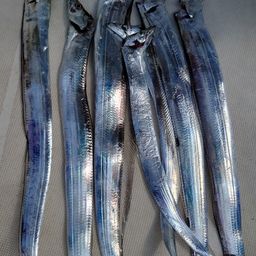 タチウオ