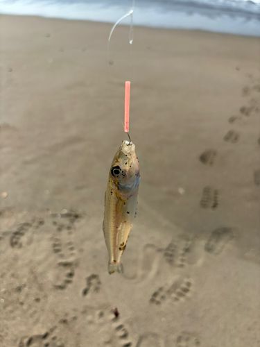 キスの釣果