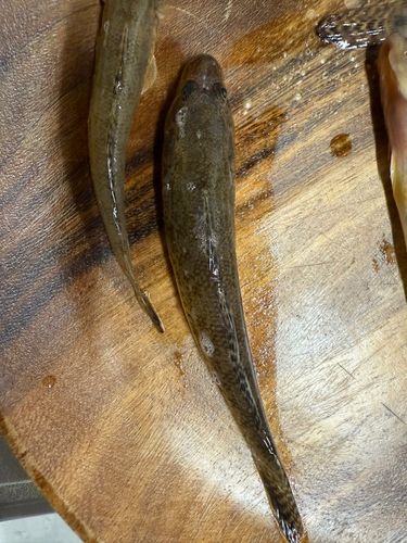 米代川下流
