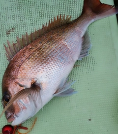 マダイの釣果