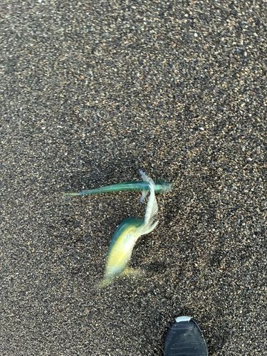釣果