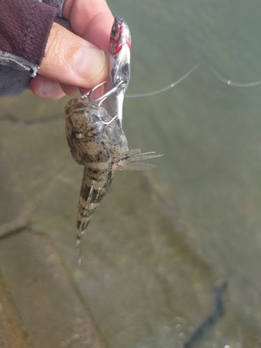 ハゼの釣果