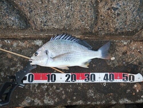キビレの釣果