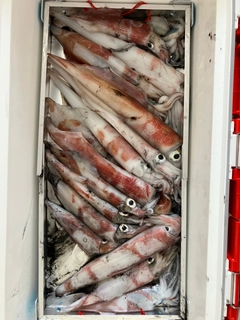 ケンサキイカの釣果
