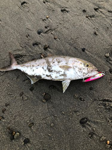 ショゴの釣果