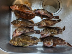 カサゴの釣果