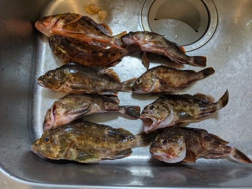 カサゴの釣果