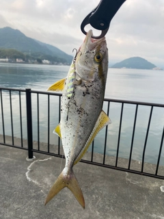 ショゴの釣果