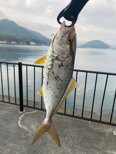 ショゴの釣果