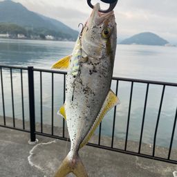 ショゴ
