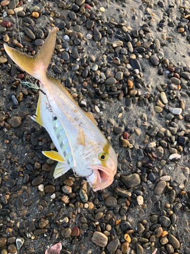 ショゴの釣果
