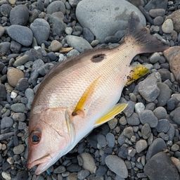 クロホシフエダイ